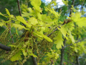 Quercus robur 'Concordia' leaves and catkins